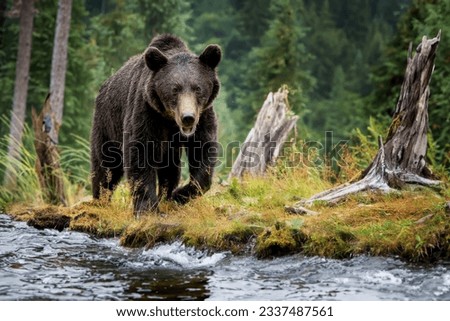 Adult brown bear walks along the bank of a mountain river in a natural environment