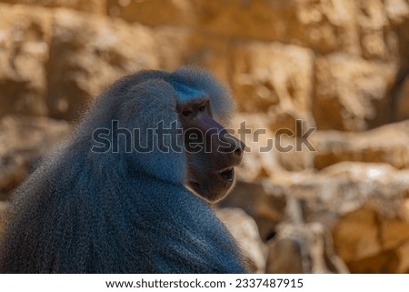 close up of a baboon