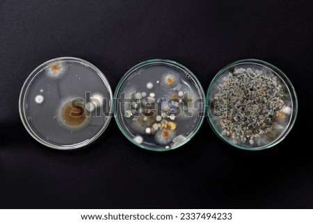 Colony morphology of yiest and mould. Fungal colony morphology. Fungal growth in DG18. Dichloran Glycerol media. Incubated plates. Microbiology test results. Dilution series. Colony count.  Royalty-Free Stock Photo #2337494233