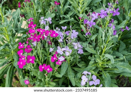 Matthiola incana, Stock Flower. Stock blooms of purple and pink brighten a springtime flower bed. Night Scented Stock, Matthiola longipetala fragrant flower. Selective focus.