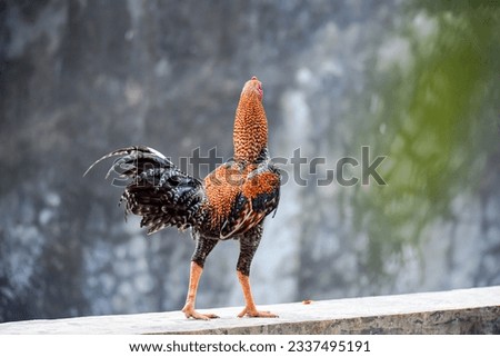 A dashing rooster against a wall in the background.
