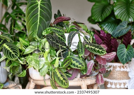 Urban jungle. Different tropical houseplants like Pothos, Philodendron or Maranta plants in flower pots in living room Royalty-Free Stock Photo #2337495307