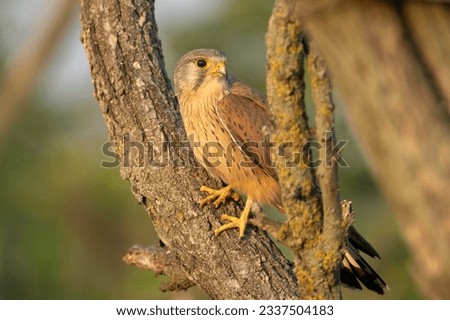 Common kestrel, European kestrel, Eurasian kestrel or Old World kestrel - Falco tinnunculus in branches. Photo from Kisújszállás in Hungary