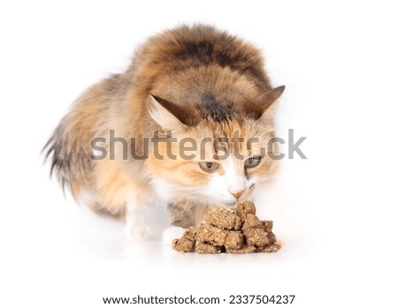 Cat with dried fish pieces for snack, reward or training. Cute fluffy calico cat sitting behind a pile of large flaked fish chunks. Healthy dog, cat or pet snack or supplement. Selective focus. Royalty-Free Stock Photo #2337504237