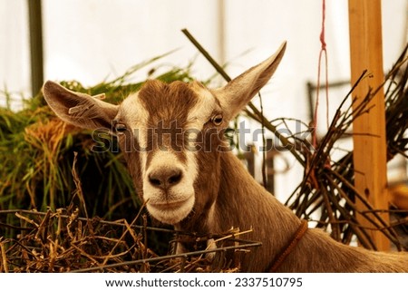 close up of the head of a British Toggenburg goat with metal farm gates and yellow straw