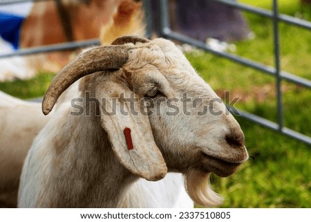 close up of the head of a British Guernsey goat with metal farm gates and yellow straw 