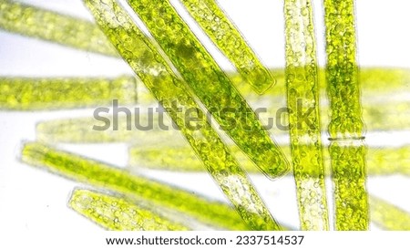 Algae blooming under microscope. The species are Pleurotaenium sp and Closterium sp. Live cell. 760x magnification. Selective focus image Royalty-Free Stock Photo #2337514537