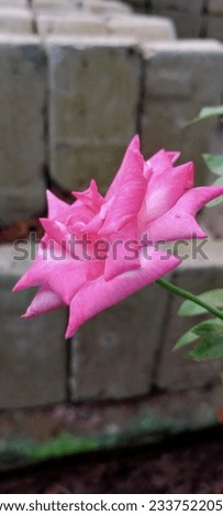 Beautiful pink rose flower stock photo.