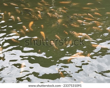 Koi fish in green pond with reflection