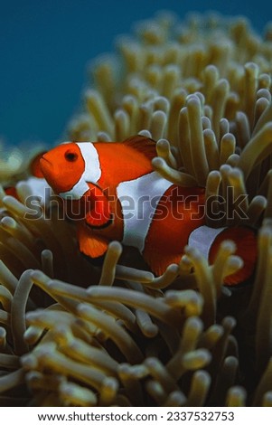 Marine life, green sea turtle and clown fish Royalty-Free Stock Photo #2337532753