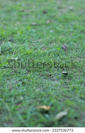 close up green grass in the yard taken from mid low angle shot, nature background