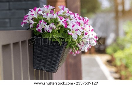 Beautiful bright heartsease pansies flowers in vibrant purple, violet, and yellow color in a long flower pot hanging on the balcony fence, spring beautiful balcony flowers high angle view