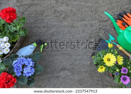 Beautiful blooming flowers, gloves and gardening tools on soil, flat lay. Space for text