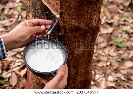 Rubber plantation workers collect the valuable rubber latex into black cups, an essential step in the rubber production process. Royalty-Free Stock Photo #2337549397