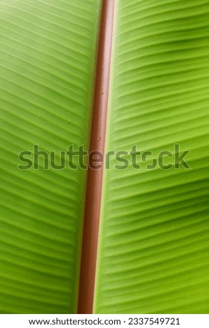 top view structure of fresh banana leaves.use us space for text or image backdrop design.