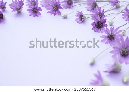 Xeranthemum annuum is a flowering plant species also known as annual everlasting or immortelle. Composition of purple flowers on soft purple background. The concept of summer,spring,holiday. Top view.