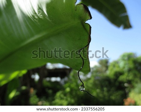 Morning dew drops on banana leaves