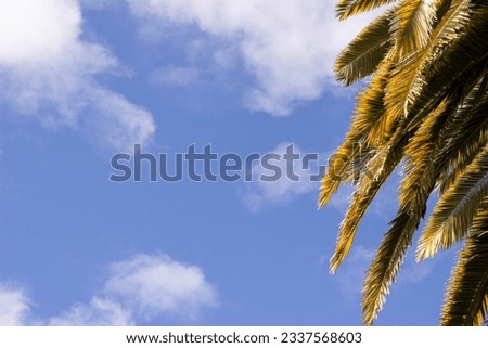 Palm Fronds at Edge of Blue Sky with White Clouds