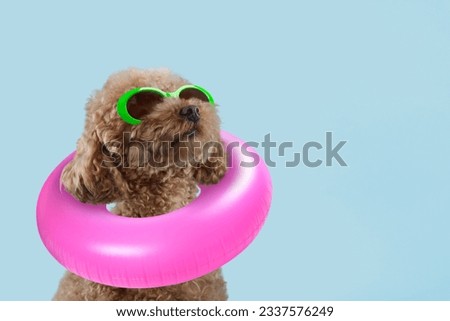 Cute Maltipoo dog with stylish sunglasses and swim ring on light blue background. Space for text