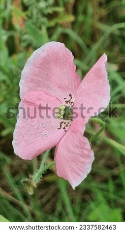 pink poppy in a green field