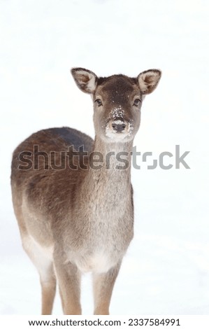 The european fallow deer female