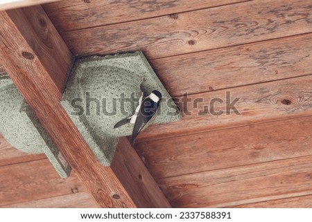swallow at her artificial nest under a roof Royalty-Free Stock Photo #2337588391