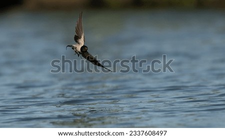 swallow flying low over canal hunting insects