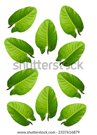 Green leaf background or philodendron