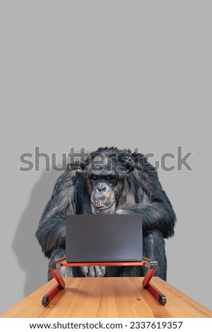 Chimpanzee is working at slim and modern laptop computer at a red stand isolated with shadow at grey solid background with copy space. Concept of digital world, information and education.