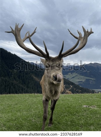 Beautiful and funny deer. Picture made in Wildpark Aurach in Austria.
