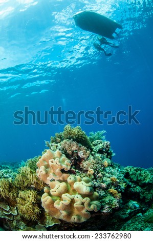 Divers, mushroom leather coral in Banda, Indonesia underwater photo. There are soft coral Sinularia flexibilis, mushroom leather coral Sarcophyton sp. and hard coral.