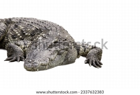 a photography of a large alligator laying down on a white surface, crocodile laying on the ground with its eyes closed.