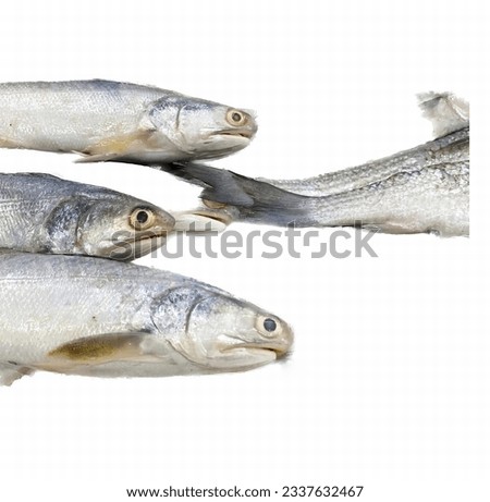 a photography of a group of fish that are standing in the water, three fish are swimming in the water together on a white surface.