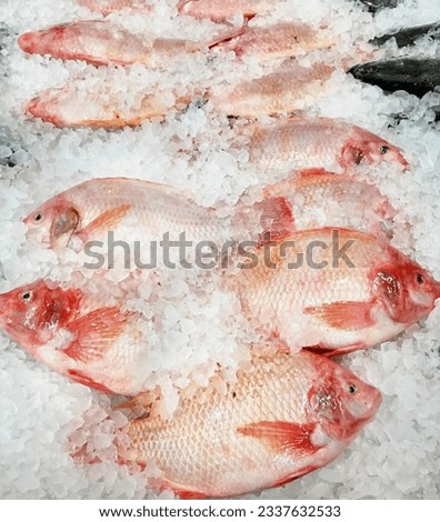 a photography of a bunch of fish sitting on top of ice, there are many fish that are on the ice in the bowl.