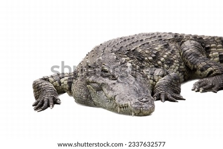 a photography of a large alligator laying down on a white surface, there is a large alligator that is laying down on the ground.