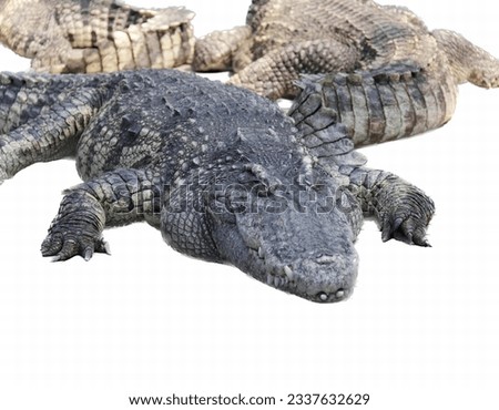 a photography of two alligators laying on the ground with one laying down, there are two alligators that are laying down together on the ground.