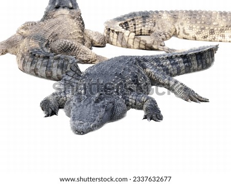 a photography of three alligators laying on a white surface, three alligators are laying on the ground with their heads up.