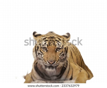a photography of a tiger laying down on a white surface, there is a tiger that is laying down on the ground.