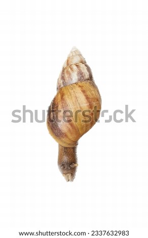 a photography of a snail shell on a white background, there is a snail shell on a stick on a white background.