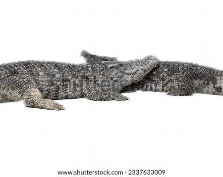 a photography of two alligators laying next to each other, there are two alligators that are laying down together on the ground.