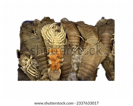 a photography of a pile of old shoes with a skeleton on them, there are many different types of animal skin on display.