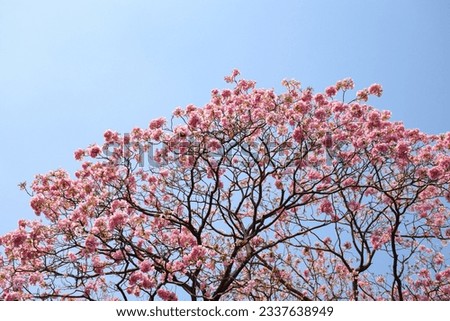 Beautiful Pink flowers Tabebuia Rosea tree (also called Chompoo Pantip) in full bloom at Chatuchak Park, Bangkok, Thailand