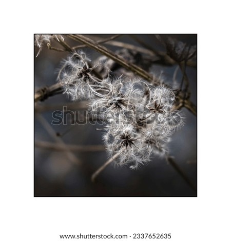 Selective focus view of fluffy wild flowers in a meadow on a blurred background in autumn. A collection of detailed images in dark colors can be used as floral home decoration. Low key.