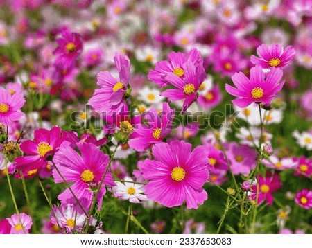 Cosmos are annual flowers with colorful, daisy-like flowers, symbolizing simplicity, joy, beauty, order, harmony, and balance, amidst slender stems. Royalty-Free Stock Photo #2337653083