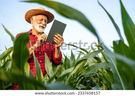 Senior farmer standing in corn field and checking weather forecast on digital tablet computer app.