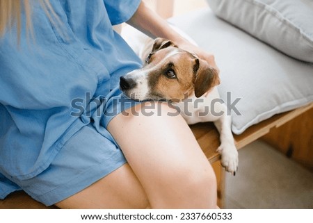 Adorable little dog Jack Russell terrier put the head on the lap of the owner girl in blue shorts. looks with devotion and expectation into the eyes. Trust and hope lovely relationship Royalty-Free Stock Photo #2337660533