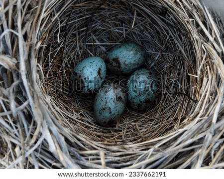 a crow nest and eggs in nest Royalty-Free Stock Photo #2337662191