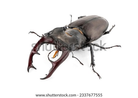 Male stag beetle, Lucanus cervus isolated on white background Royalty-Free Stock Photo #2337677555
