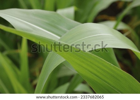 Up close picture of leaves from a corn plant
