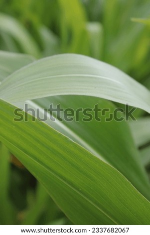 Up close picture of leaves from a corn plant